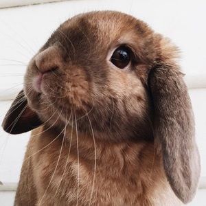 Meet your Posher, Elise